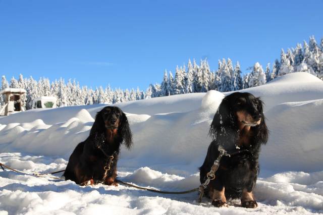 Jara und Griz